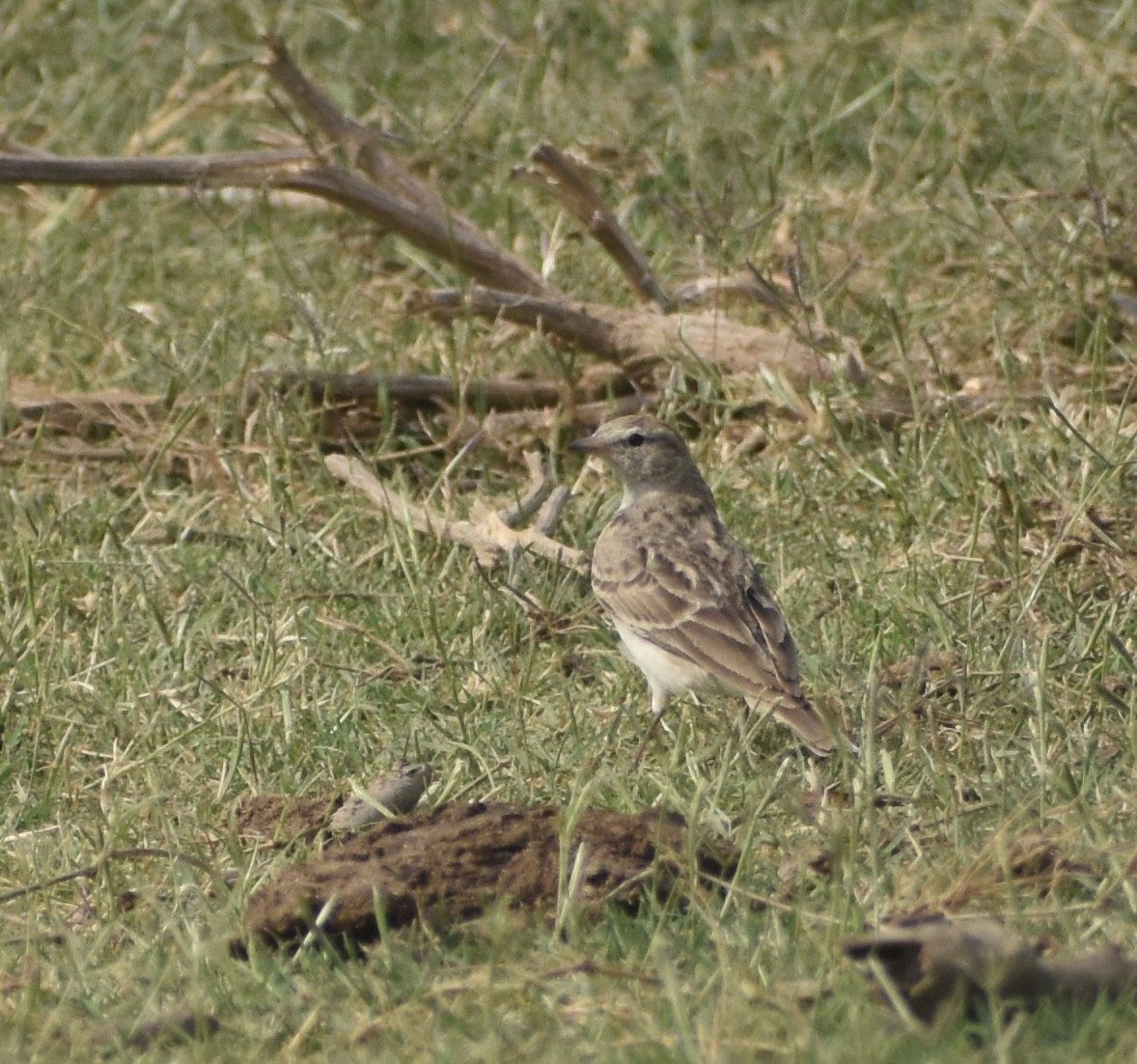 Hume's Lark - ML624211420