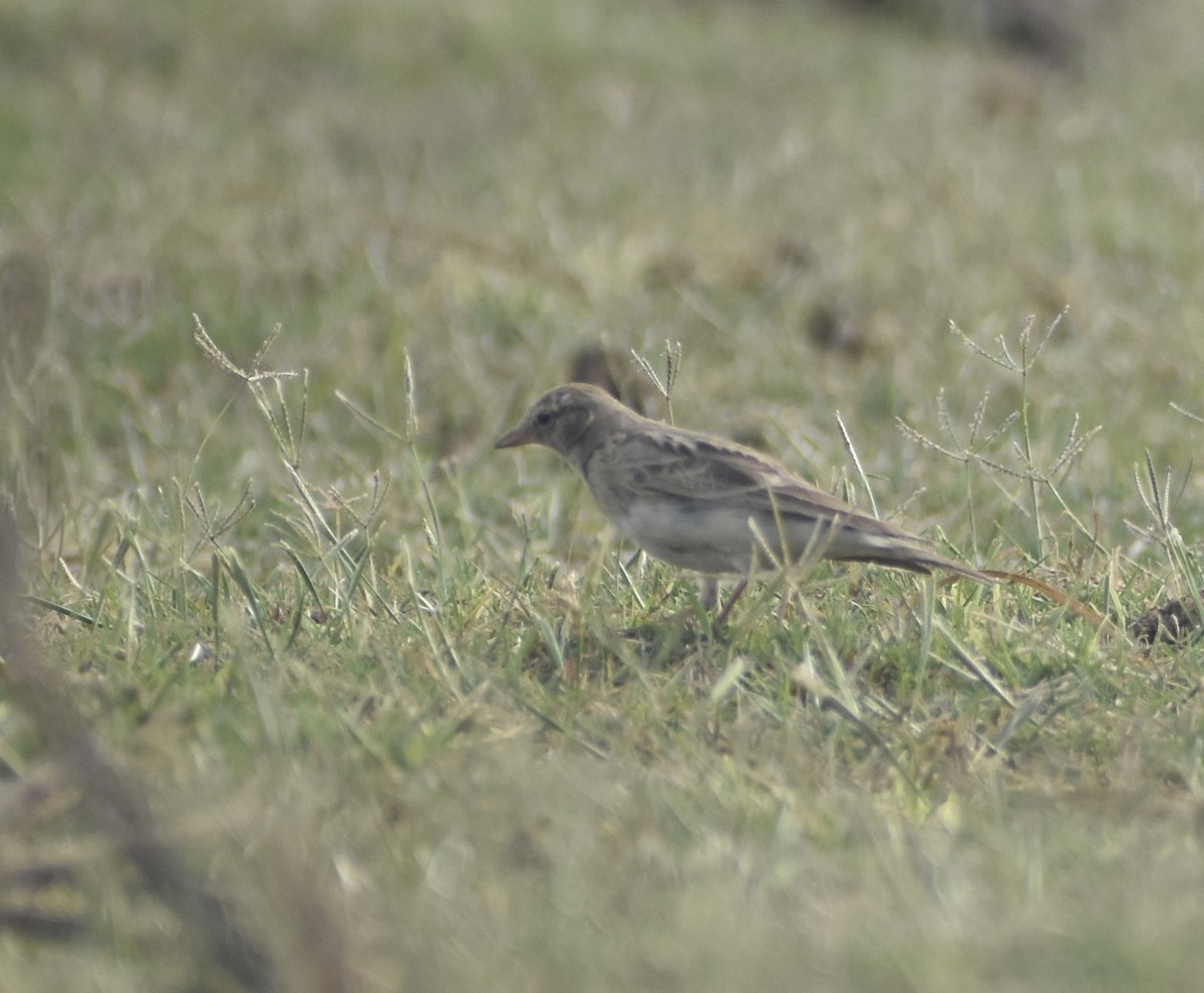 Hume's Lark - ML624211421