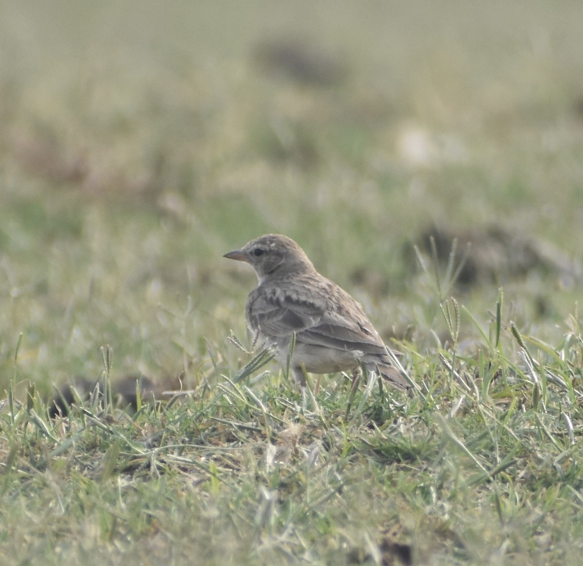 Hume's Lark - ML624211422