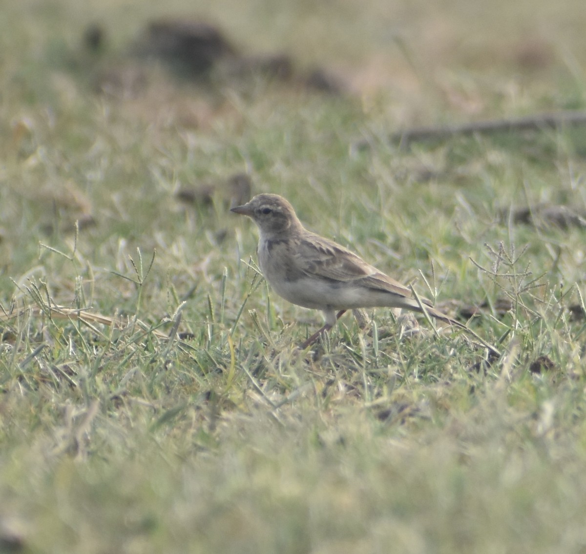 Hume's Lark - ML624211423