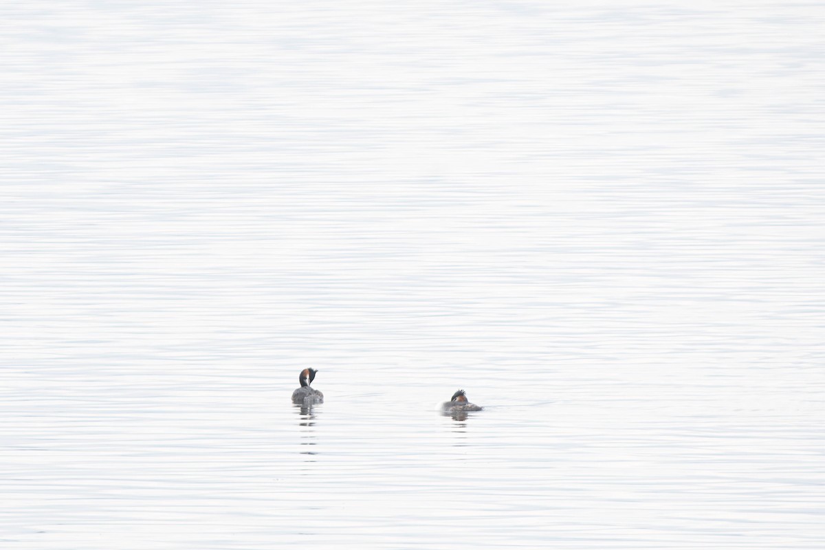 Great Crested Grebe - Gordon Arthur