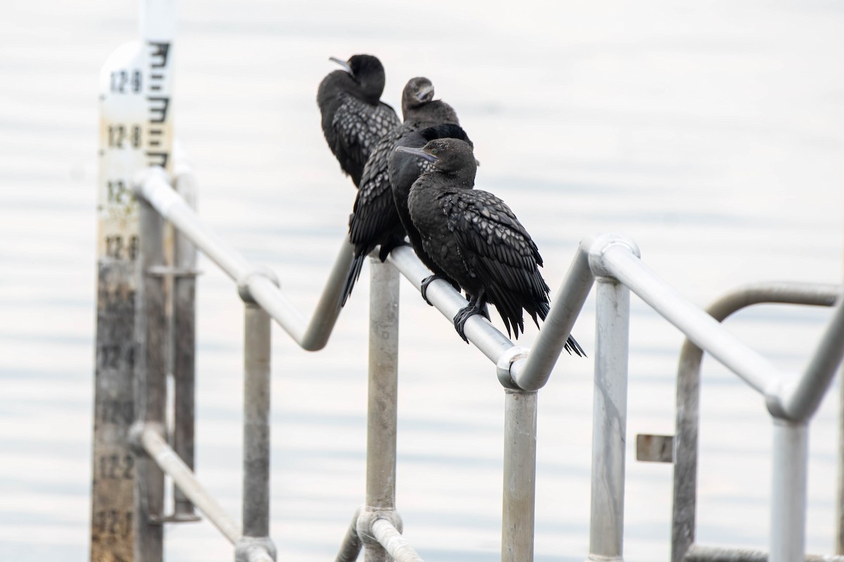 Little Black Cormorant - Gordon Arthur