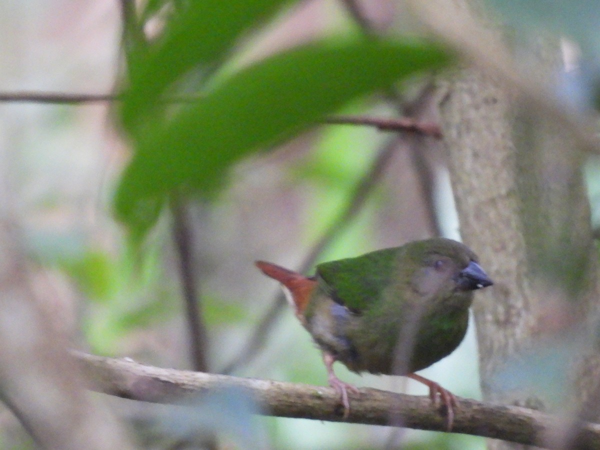 Blue-faced Parrotfinch - ML624211447
