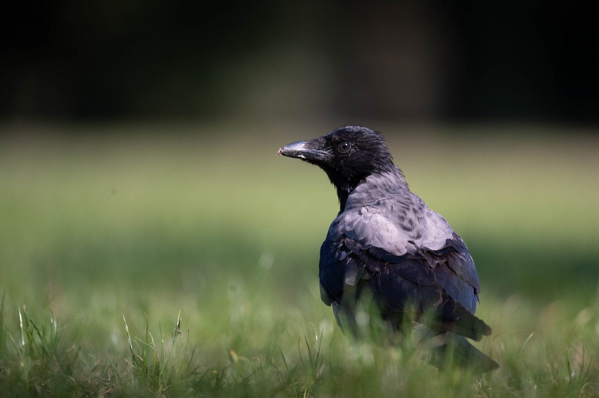 Carrion x Hooded Crow (hybrid) - ML624211455
