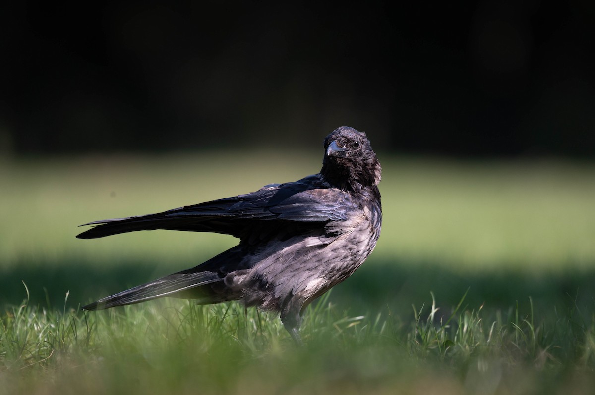 Carrion x Hooded Crow (hybrid) - ML624211456