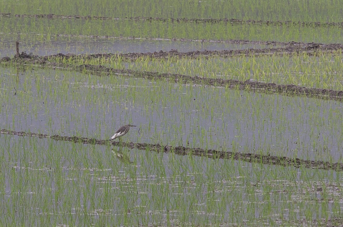 Chinese Pond-Heron - Serge Horellou