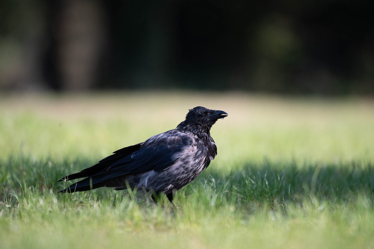 Carrion x Hooded Crow (hybrid) - ML624211465