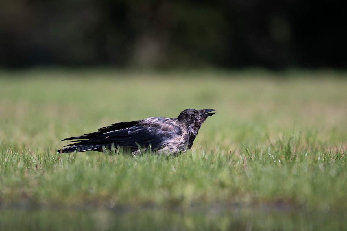 Carrion x Hooded Crow (hybrid) - ML624211466