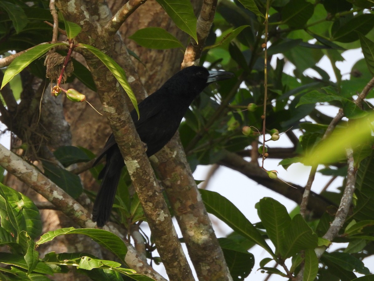 Black Butcherbird - ML624211474