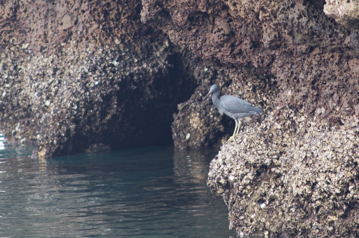 Pacific Reef-Heron - ML624211500