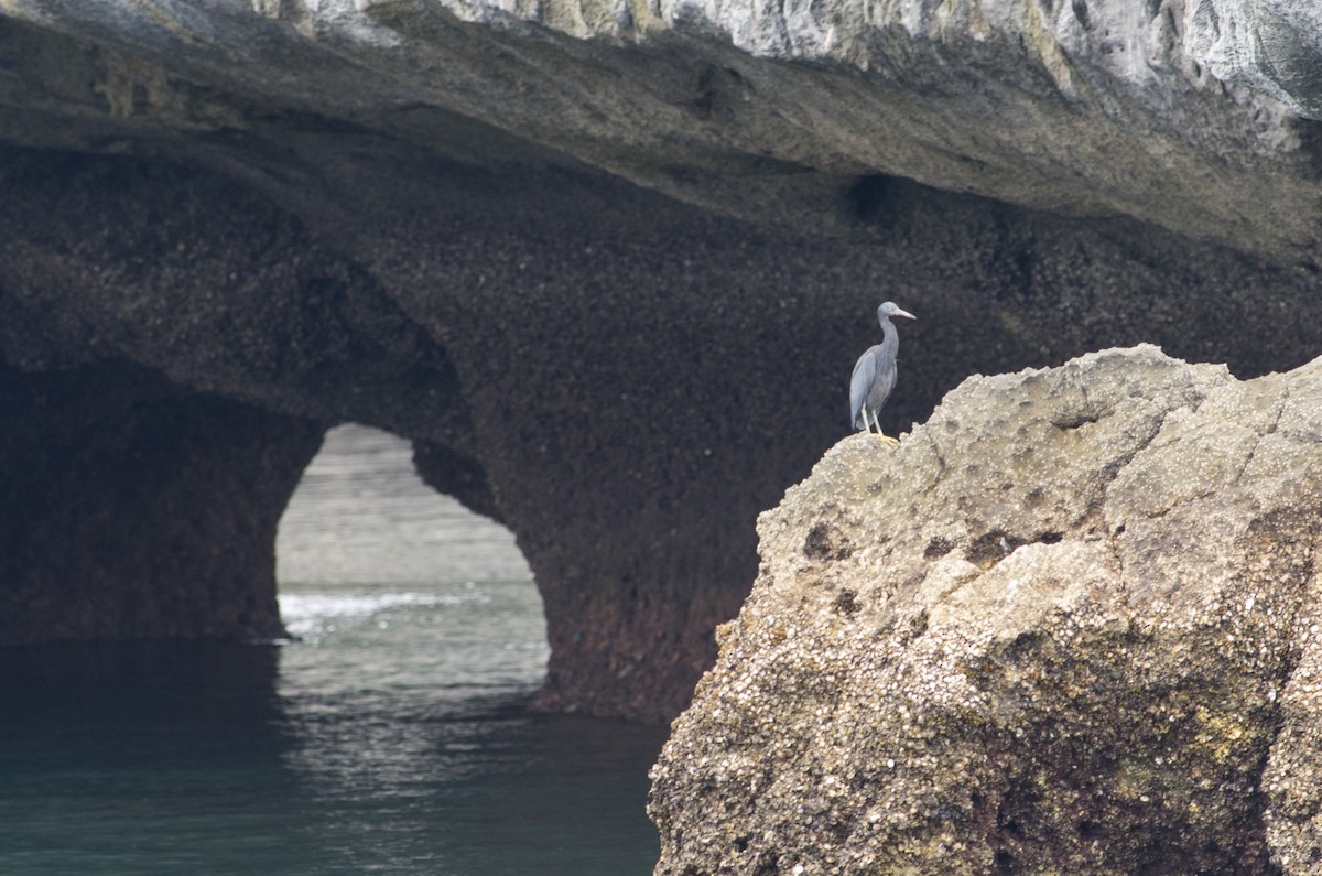 Pacific Reef-Heron - ML624211501