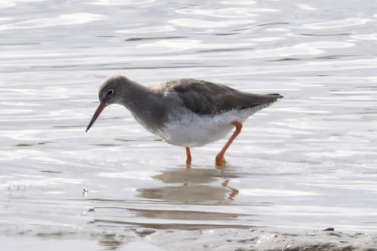 Common Redshank - ML624211517