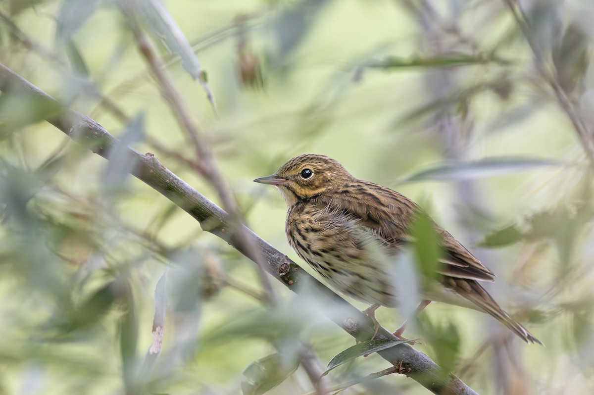 Tree Pipit - ML624211539