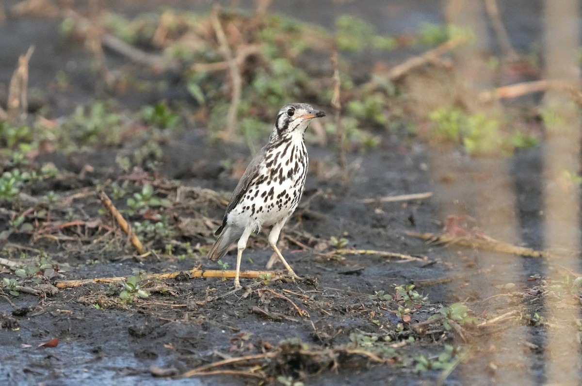 Groundscraper Thrush - ML624211560