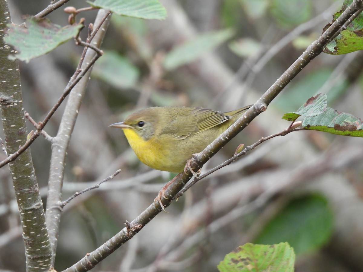 Common Yellowthroat - ML624211561