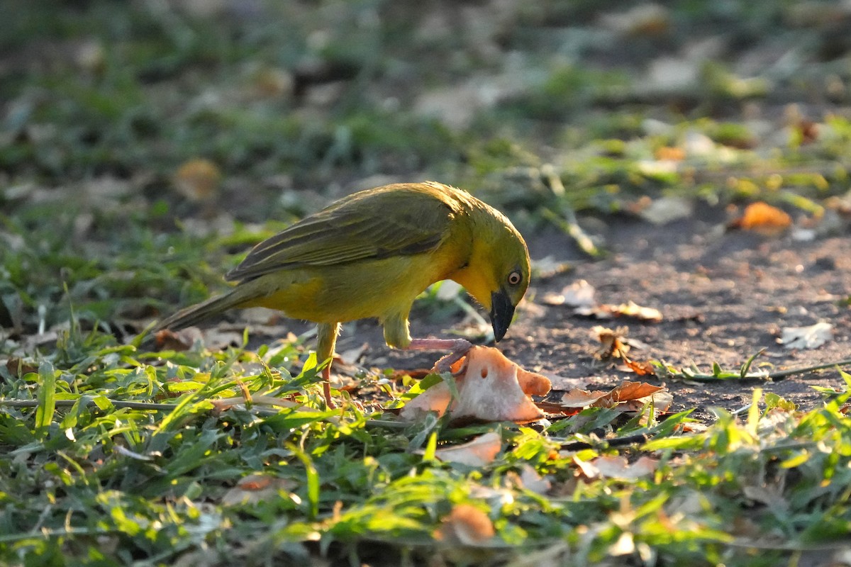 Holub's Golden-Weaver - ML624211564