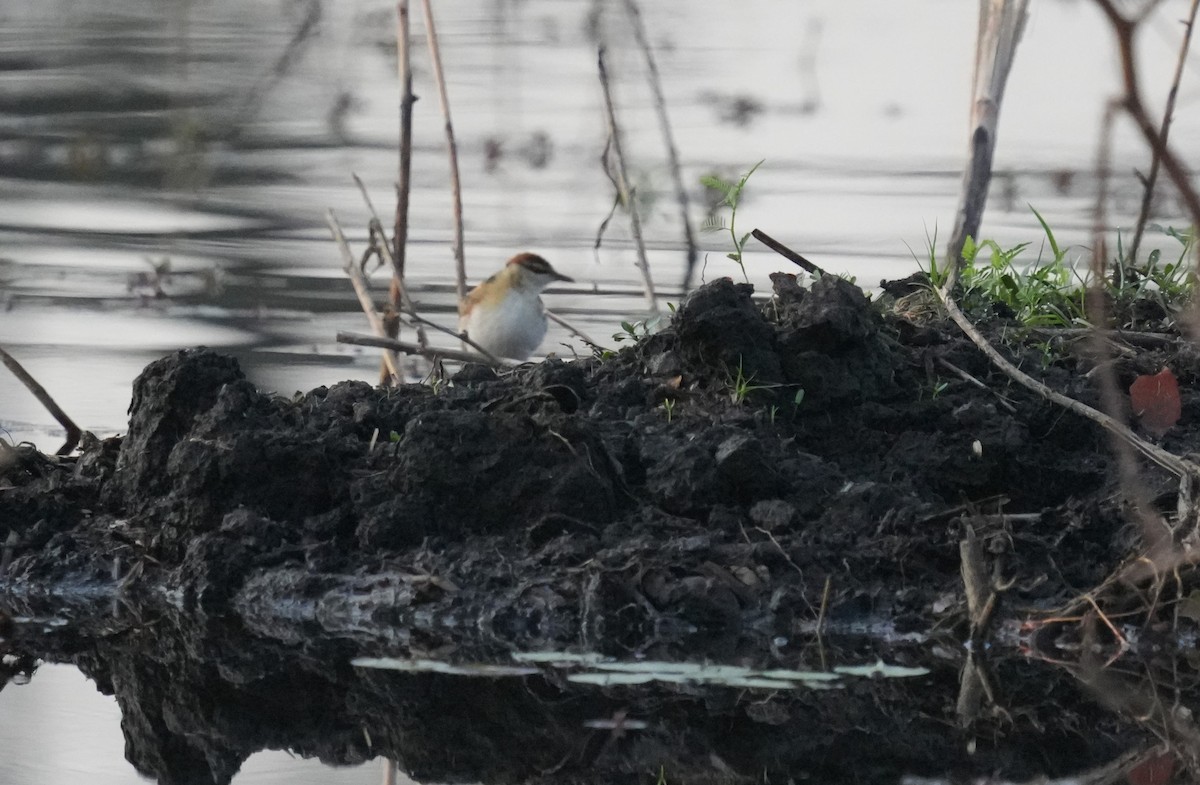 Lesser Jacana - ML624211568