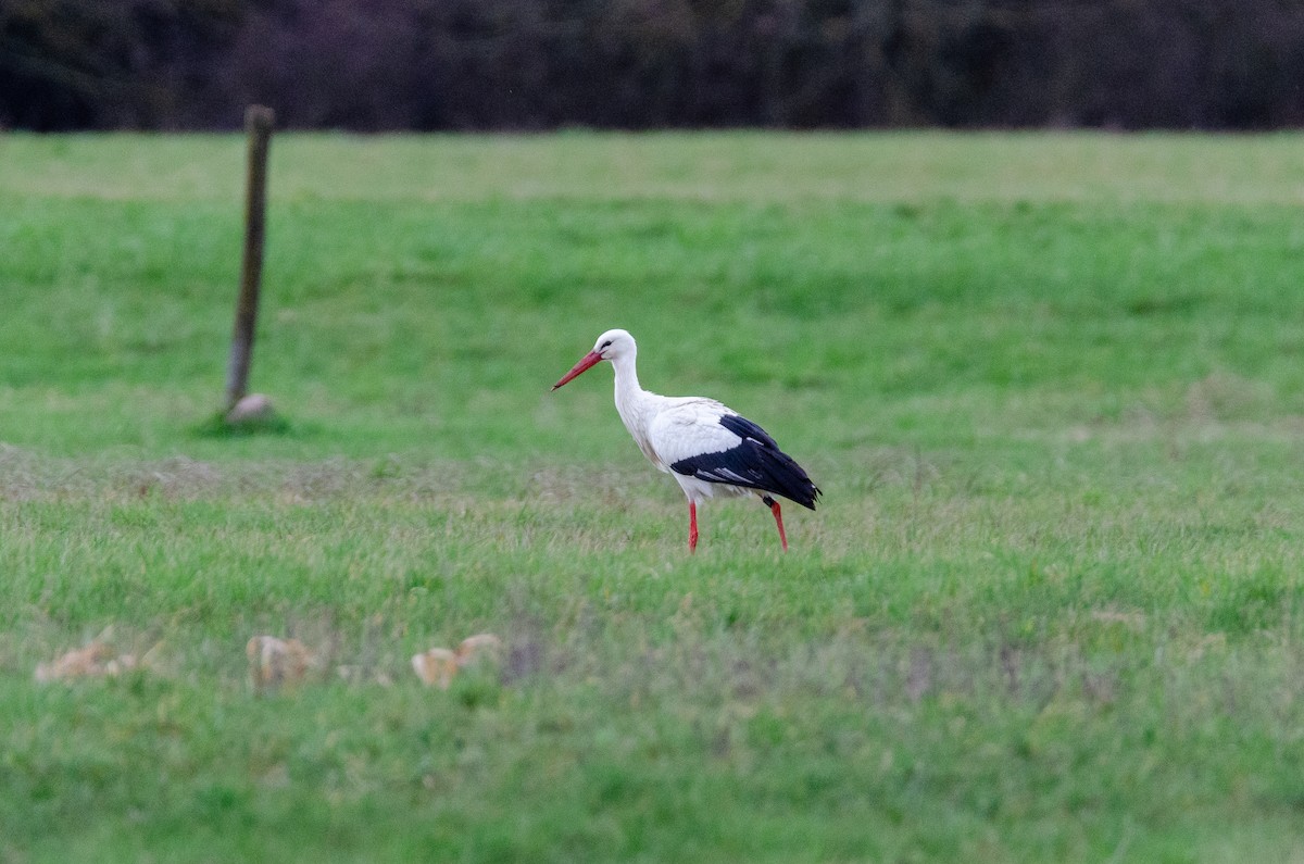 White Stork - Anonymous