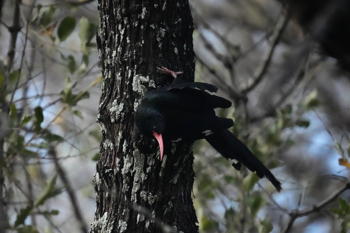 Green Woodhoopoe - ML624211574