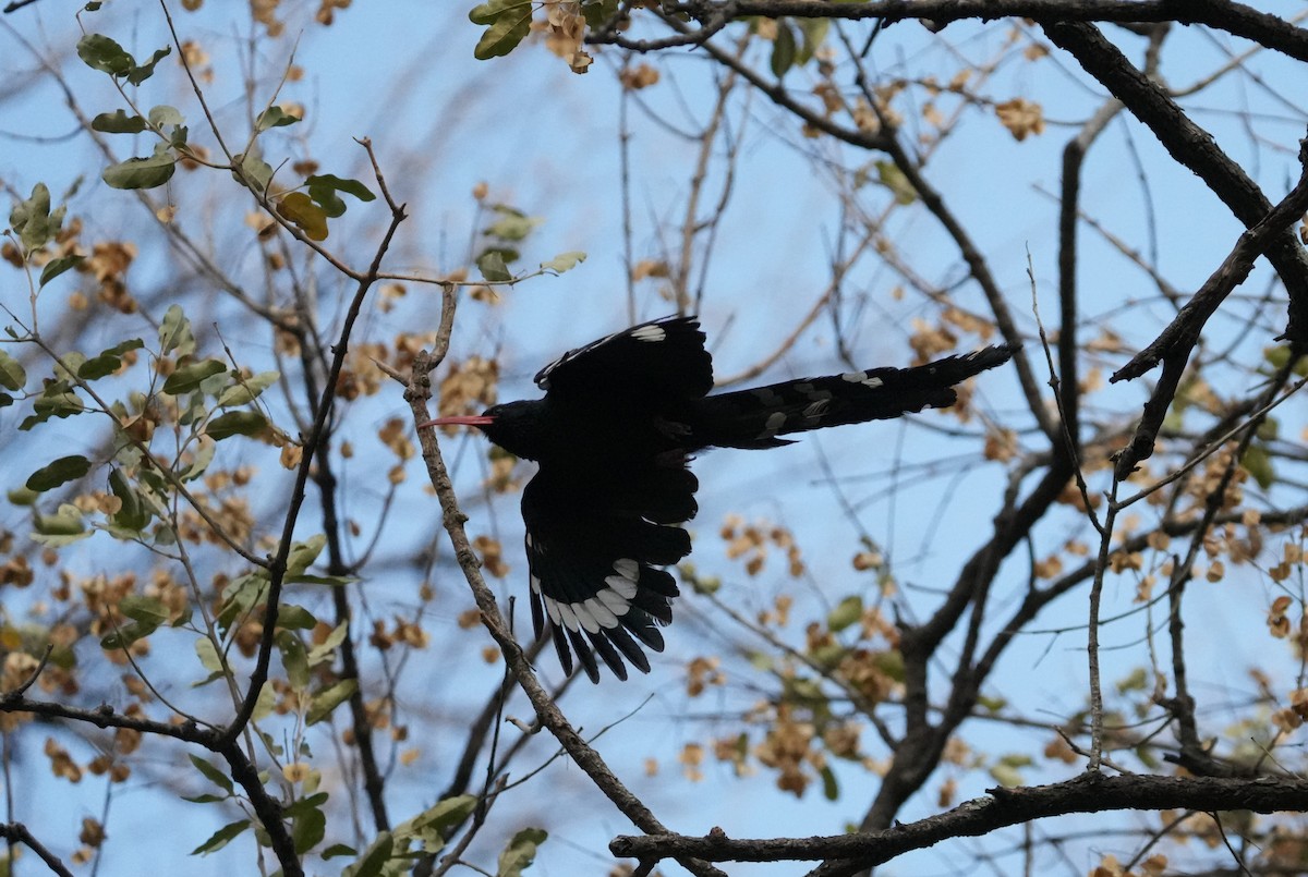 Green Woodhoopoe - ML624211575