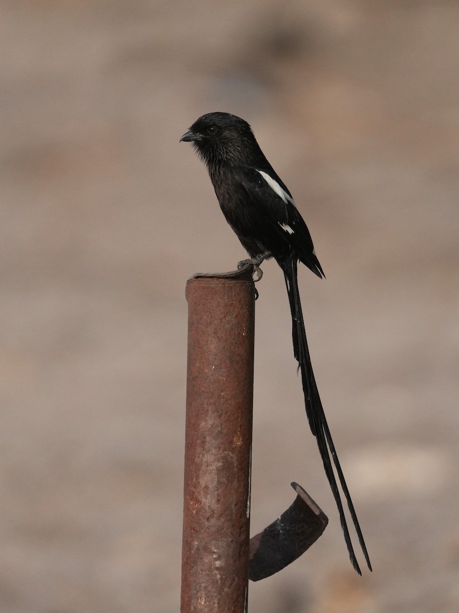 Magpie Shrike - ML624211579