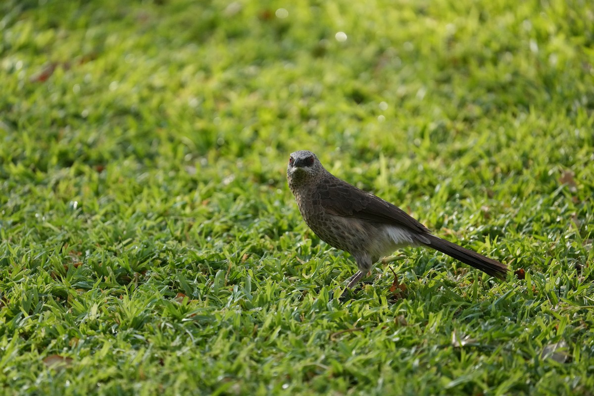 Hartlaub's Babbler - ML624211580