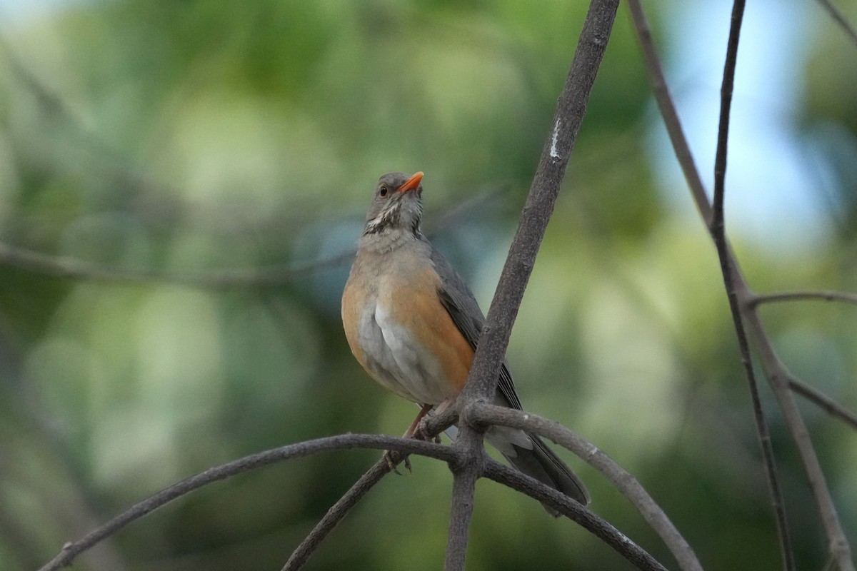 Kurrichane Thrush - ML624211582