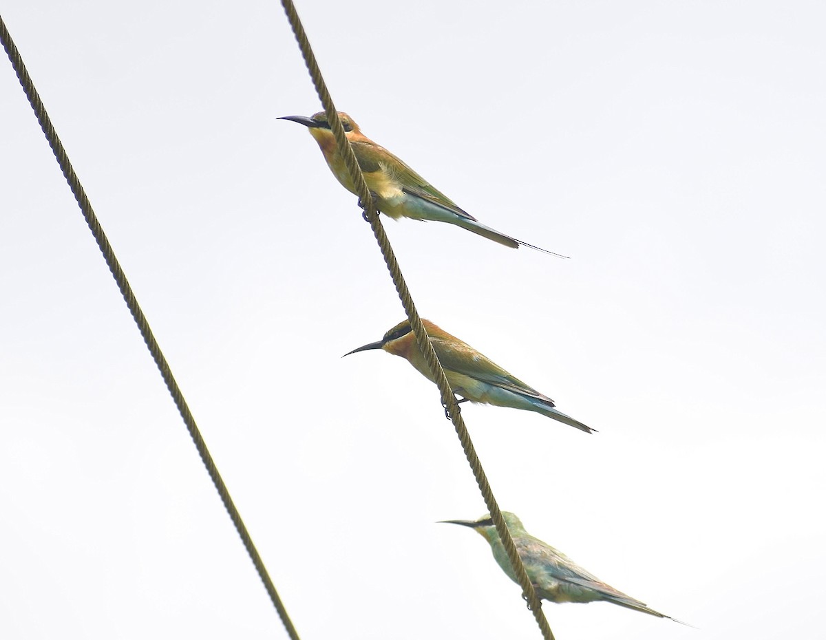 Blue-tailed Bee-eater - ML624211589