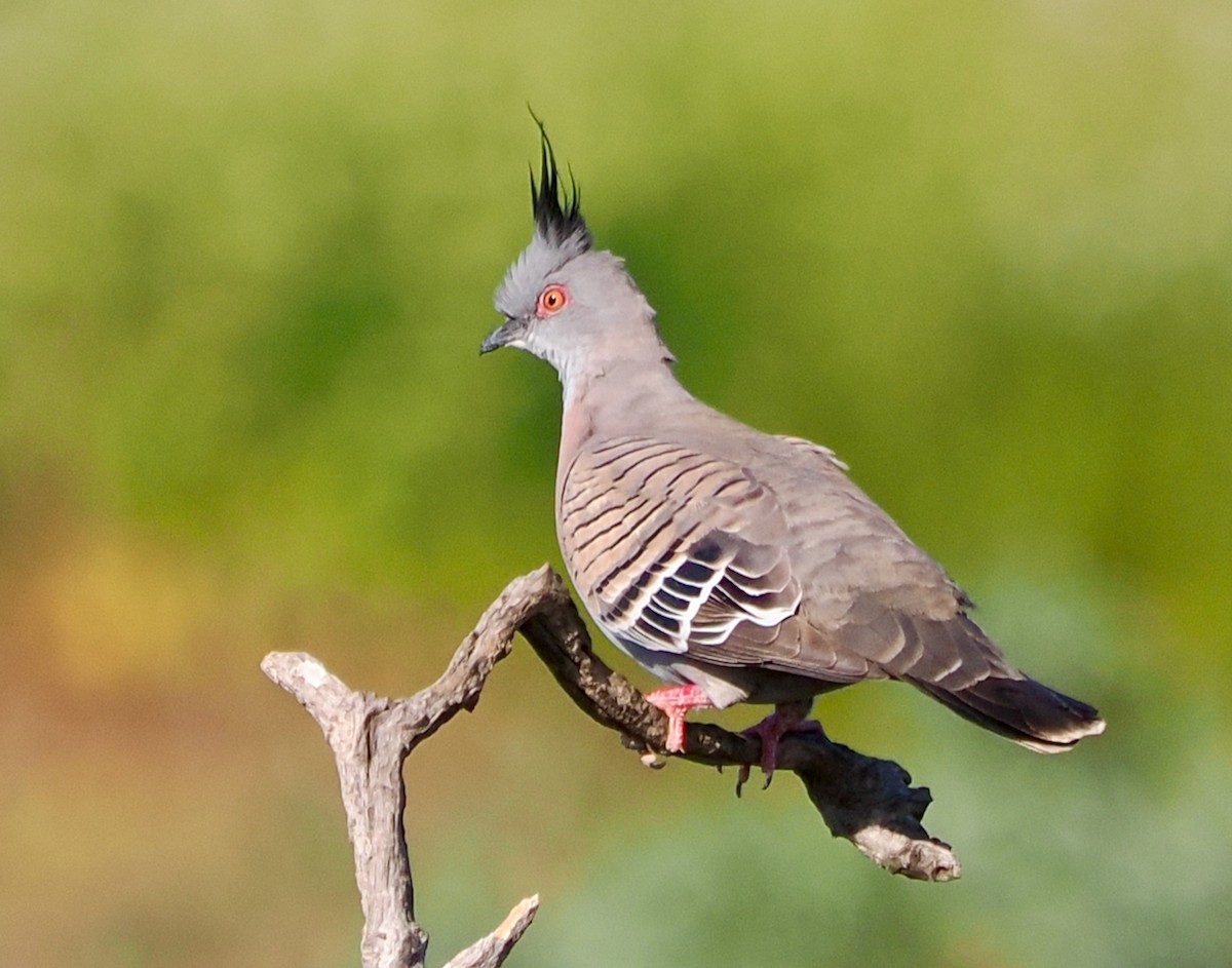 Crested Pigeon - ML624211591