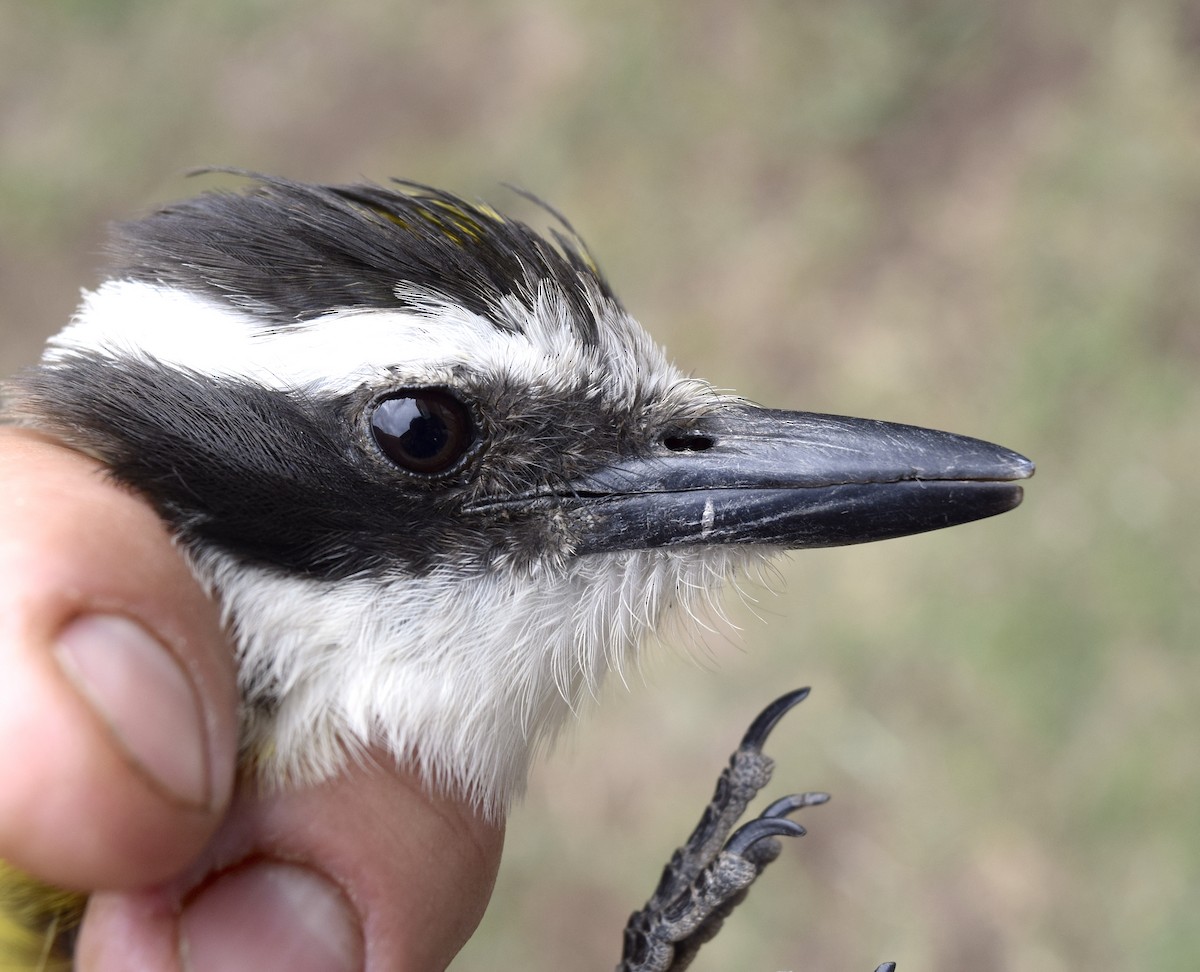 Great Kiskadee - ML624211613
