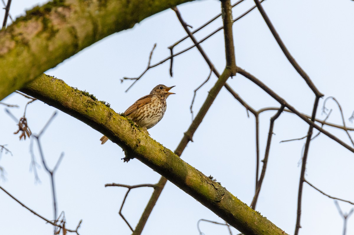 Song Thrush - Anonymous