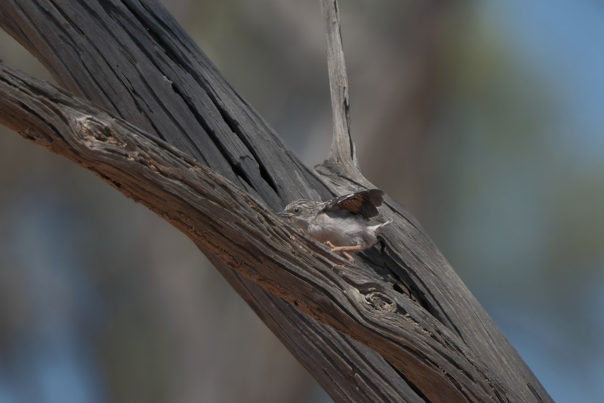 Varied Sittella (Orange-winged) - ML624211619