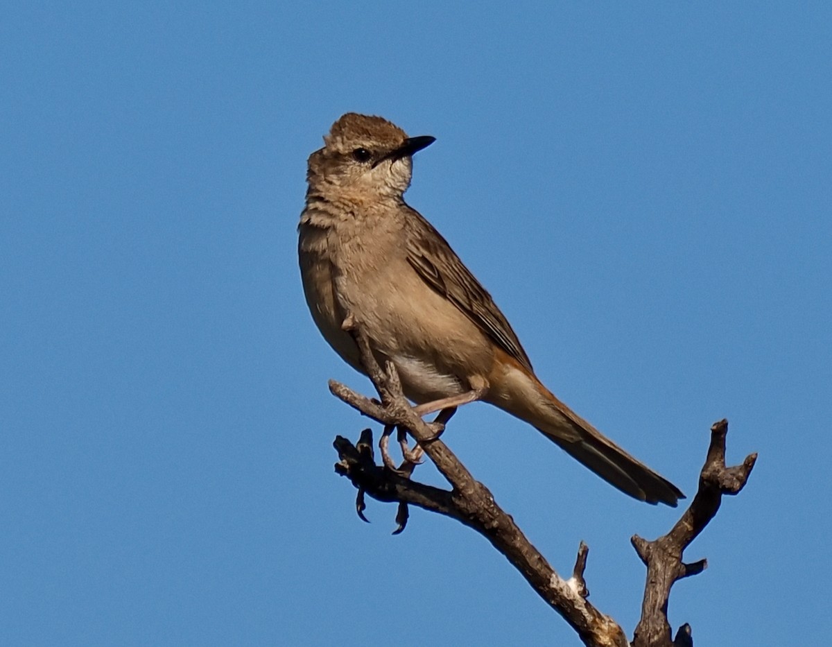 Rufous Songlark - ML624211629