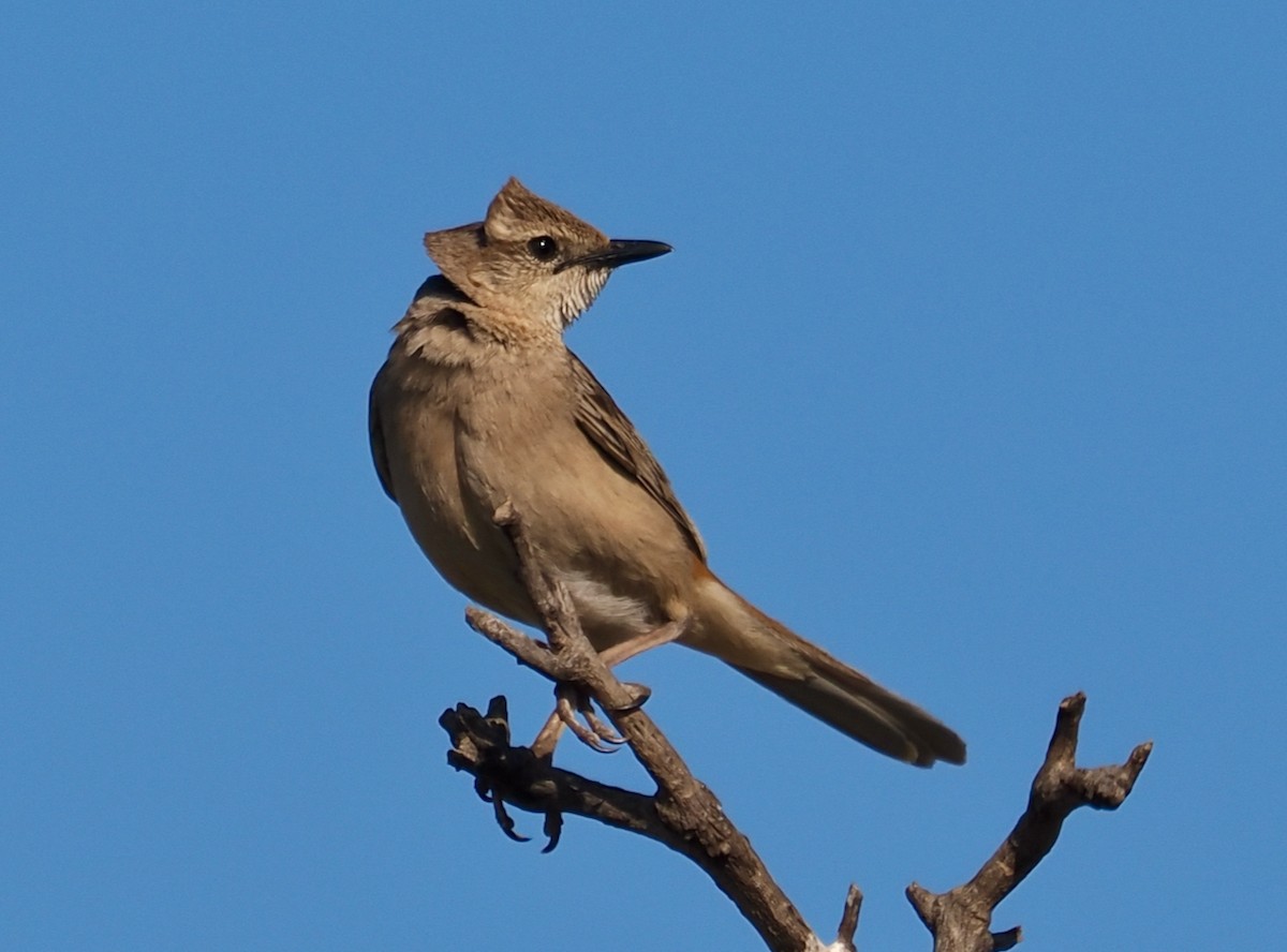 Rufous Songlark - ML624211630