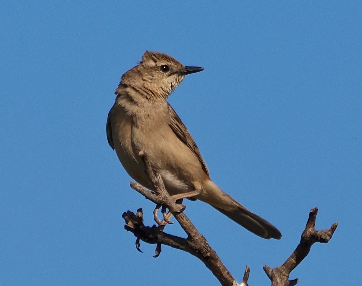 Rufous Songlark - ML624211631