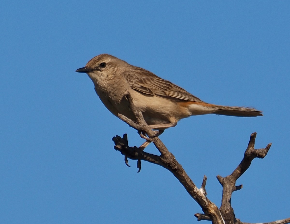 Rufous Songlark - ML624211632