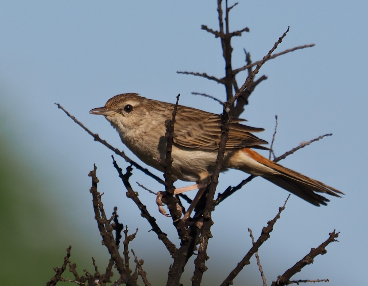 Rufous Songlark - ML624211633