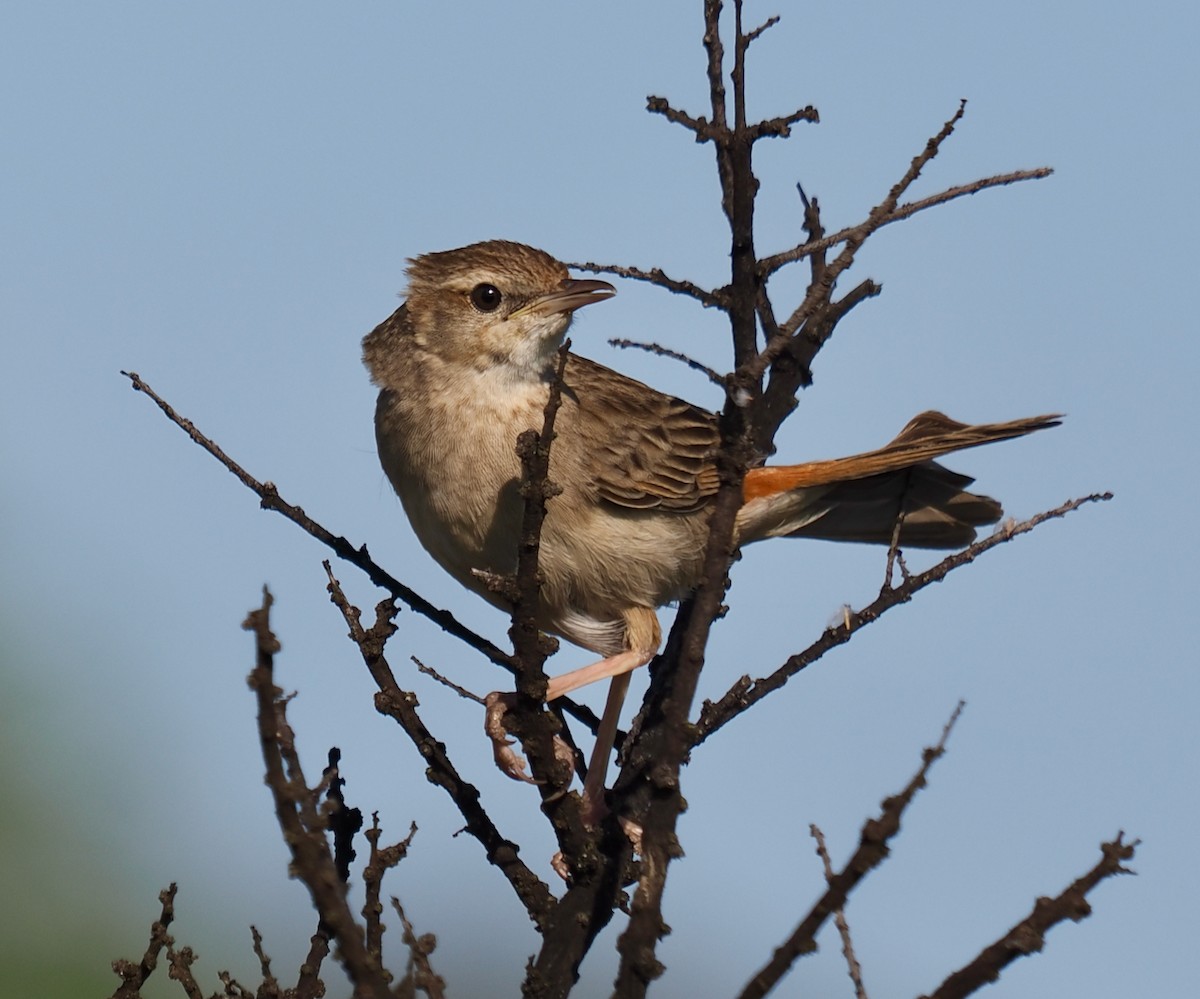 Rufous Songlark - ML624211634