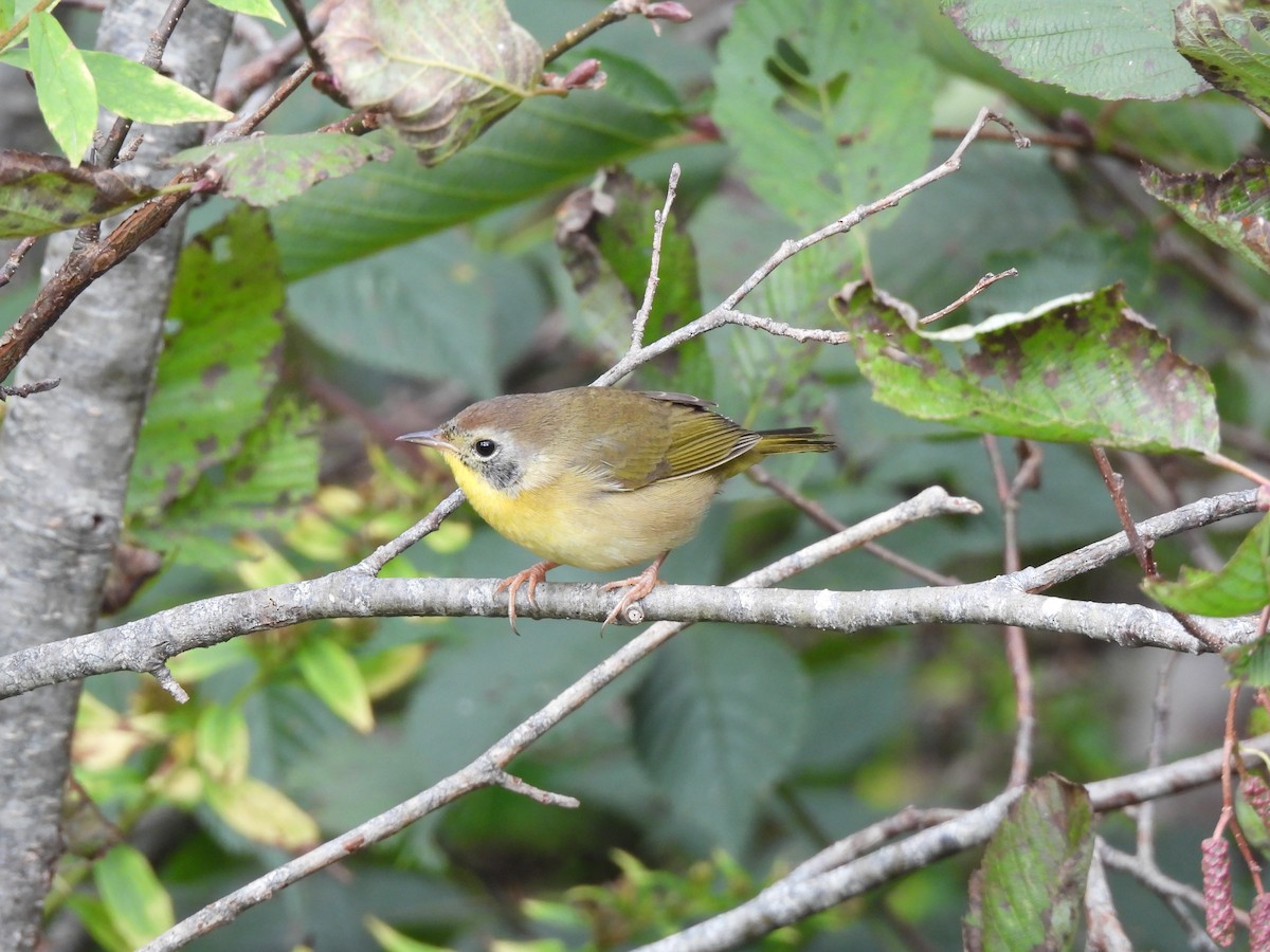 Common Yellowthroat - ML624211635