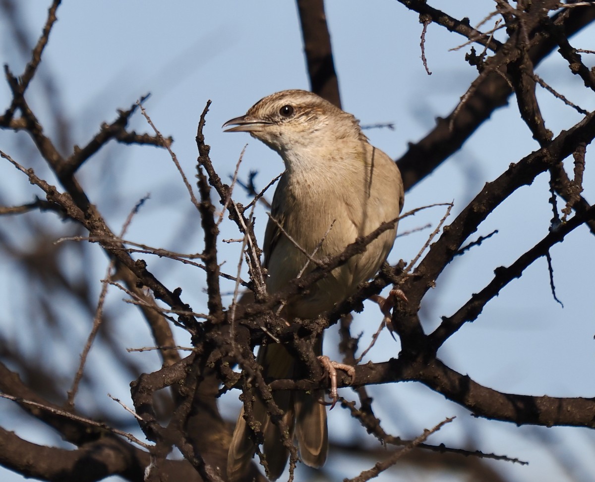 Rufous Songlark - ML624211636