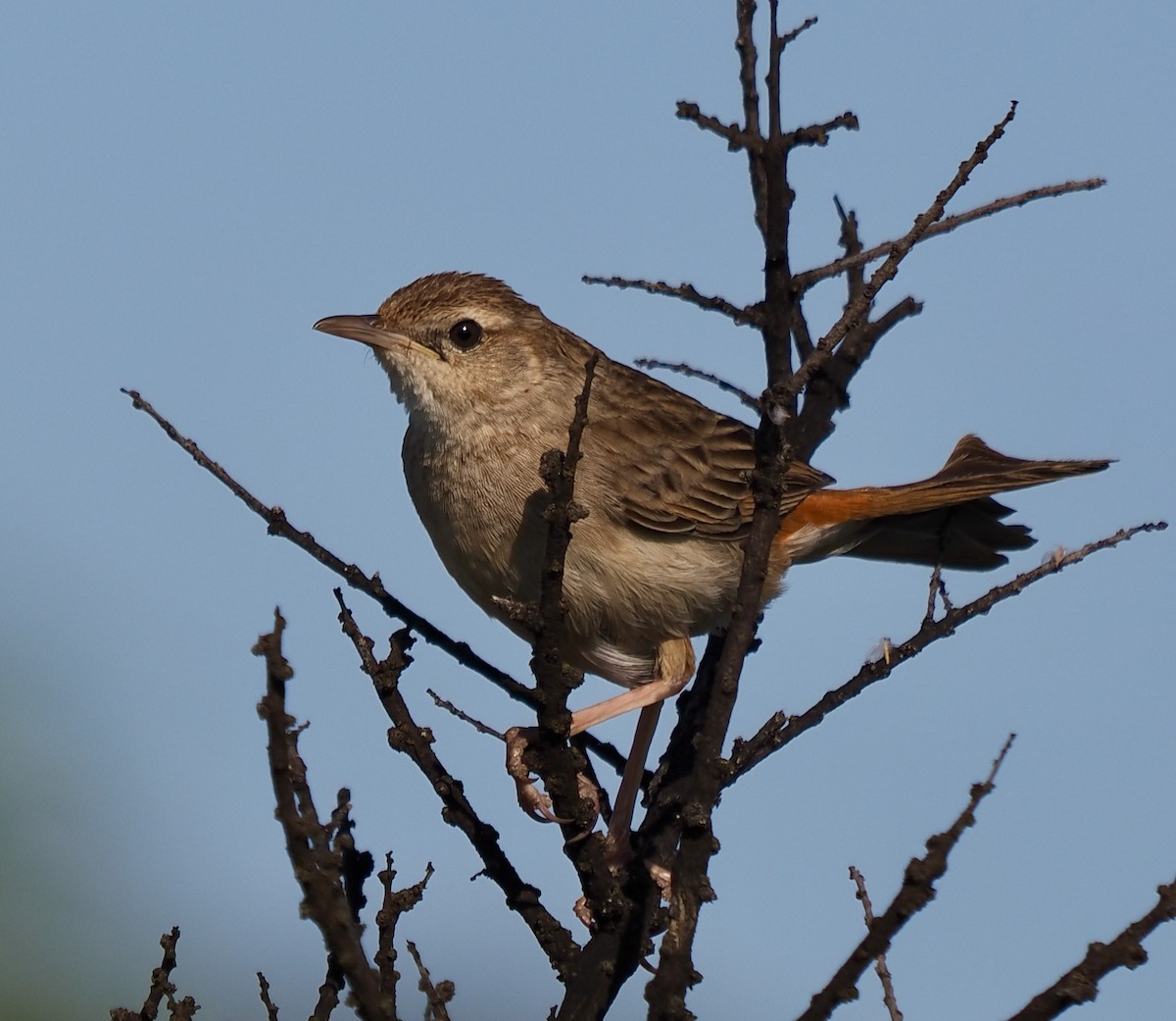 Rufous Songlark - ML624211637