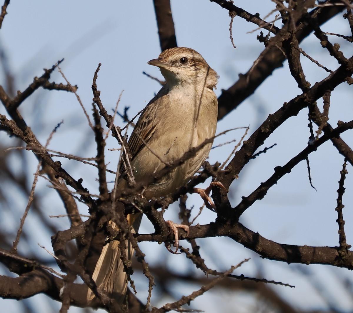 Rufous Songlark - ML624211638