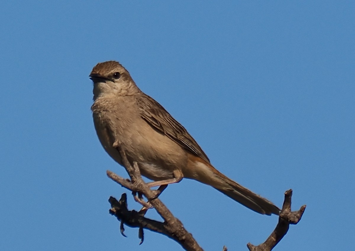 Rufous Songlark - ML624211639