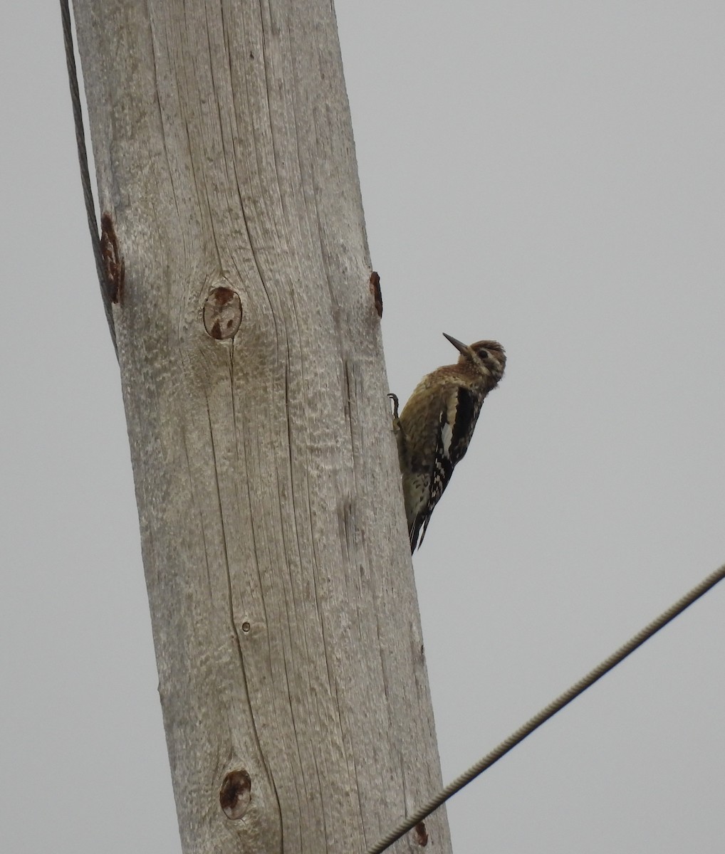 Yellow-bellied Sapsucker - ML624211647