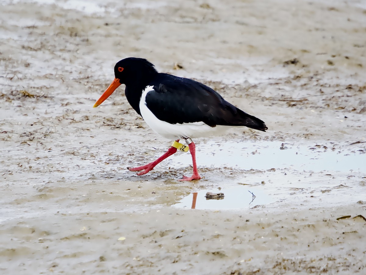 Pied Oystercatcher - ML624211650