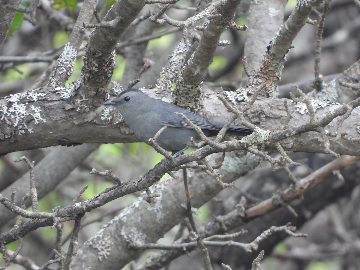 Gray Catbird - ML624211659