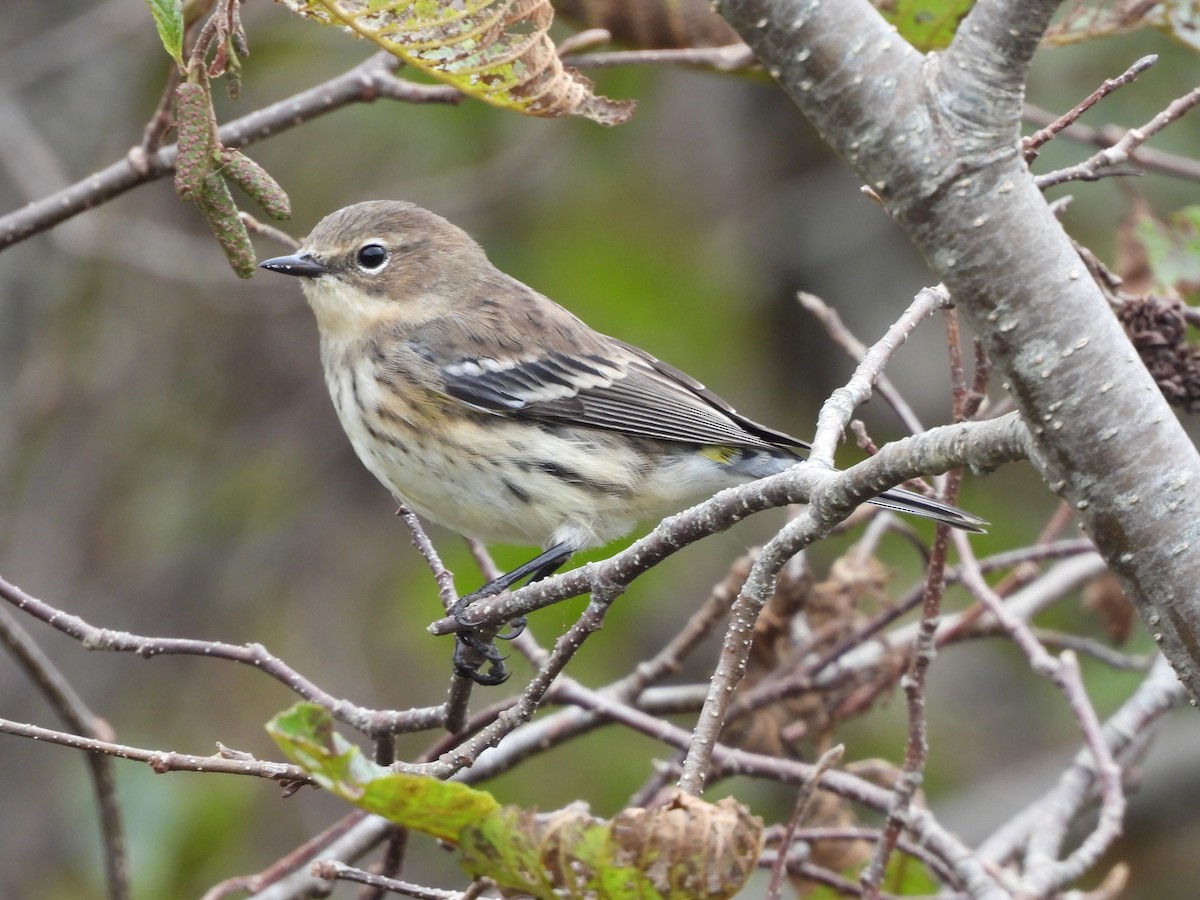 Yellow-rumped Warbler - ML624211667