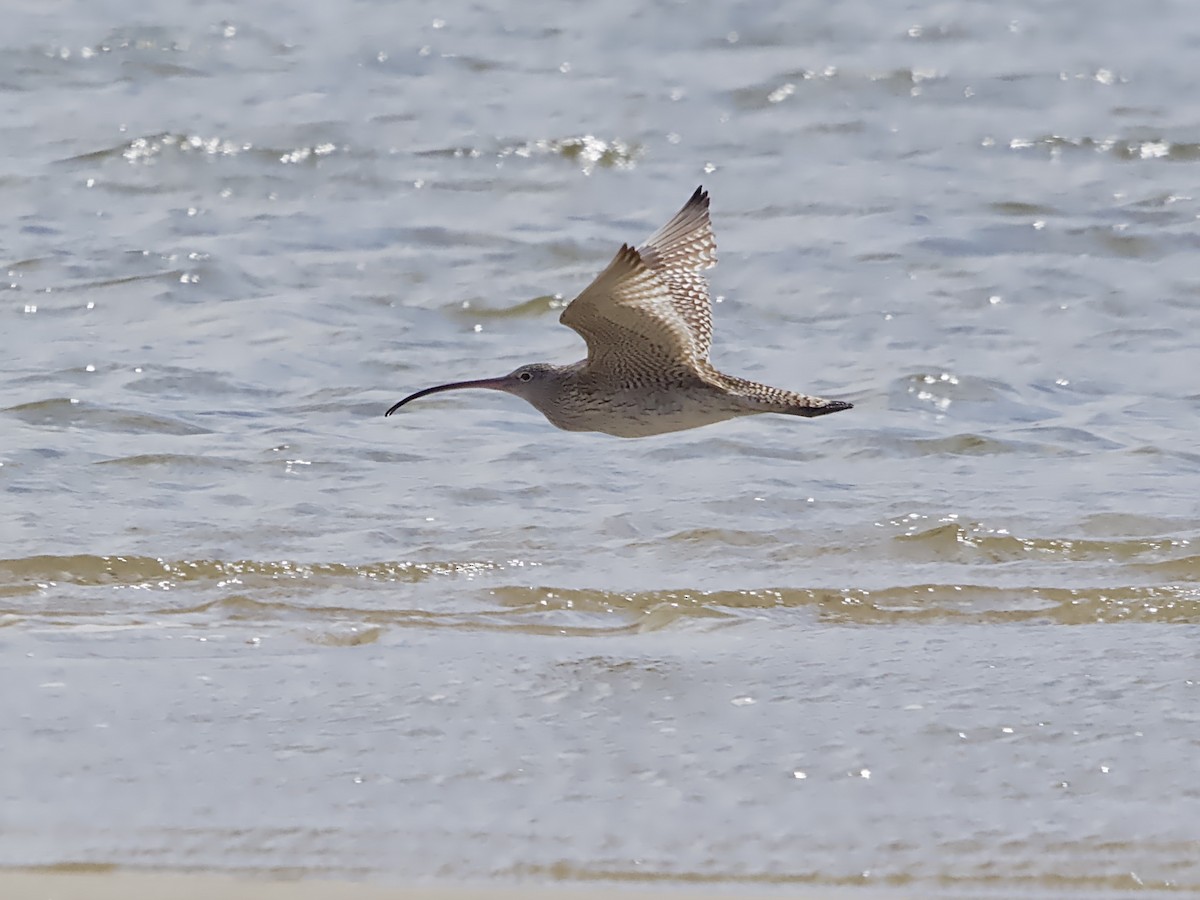 Far Eastern Curlew - ML624211673