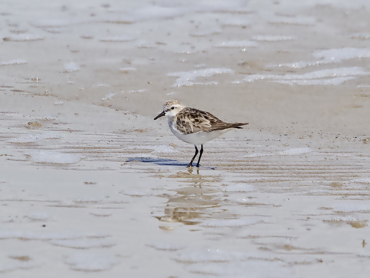 Red-necked Stint - ML624211680