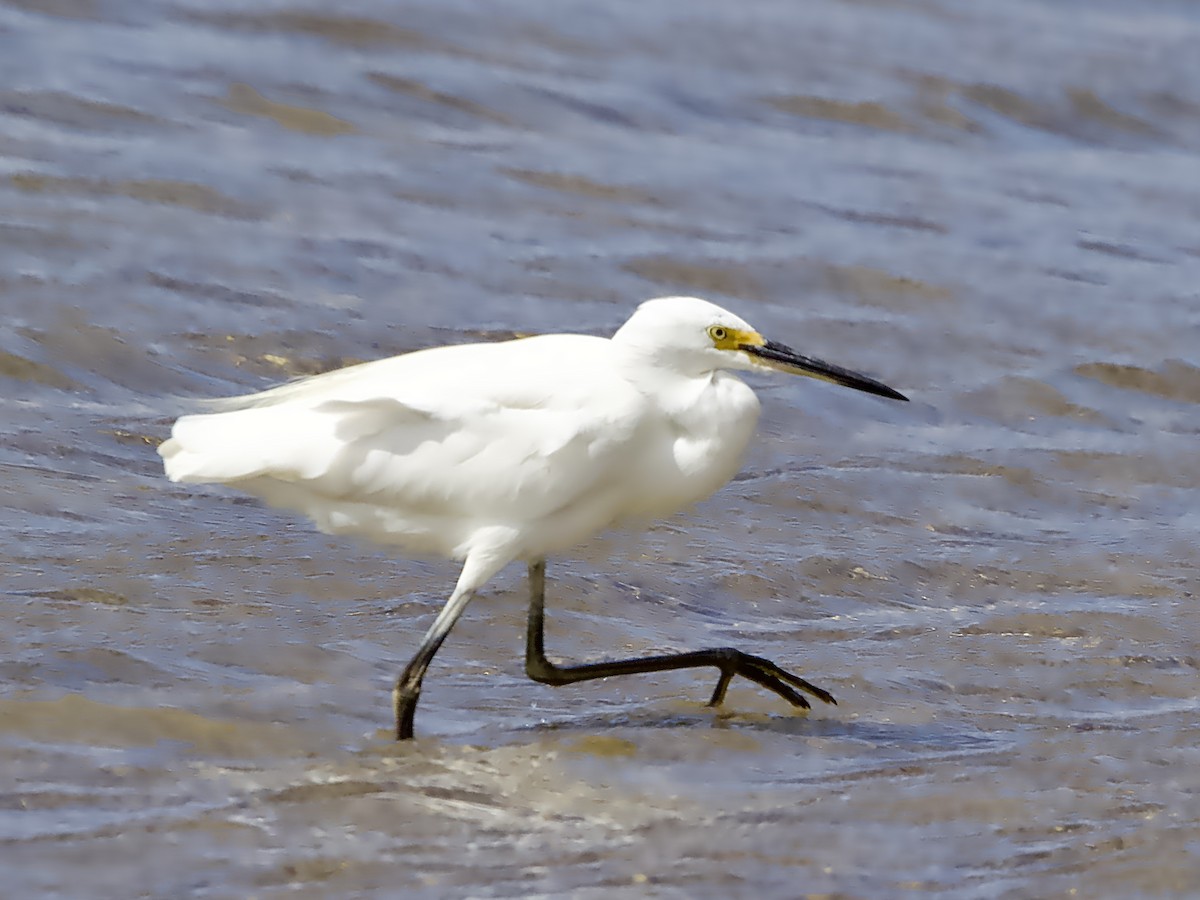 Little Egret - ML624211682